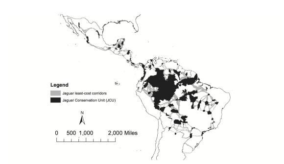 thornton2016-trascinato